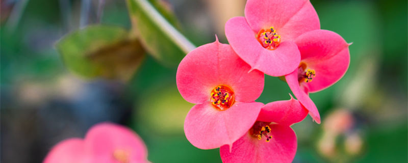 虎刺梅叶子发黄的原因（虎刺梅叶子发黄的原因,花朵枯萎）