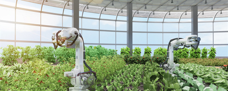 北方冬瓜种植时间和方法 北方冬瓜几月份种植最佳