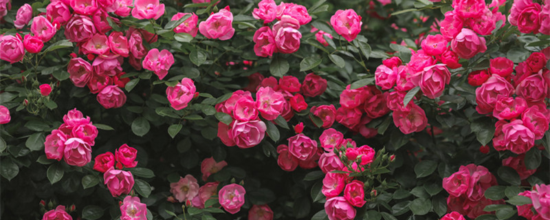 月季励志语录（月季的佳句）