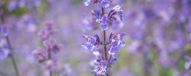 荆芥怎么存放时间长（荆芥怎么腌能保存长久）