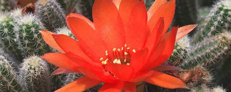 仙人掌的花语与寓意(仙人掌的寓意和花语)