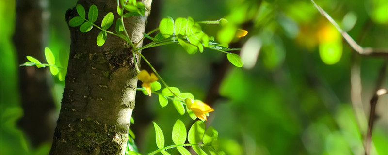 含羞草喜阴还是喜阳 含羞草喜阴还是喜阳光