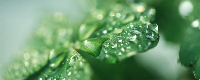 四叶草的寓意和花语 四叶草花语与寓意