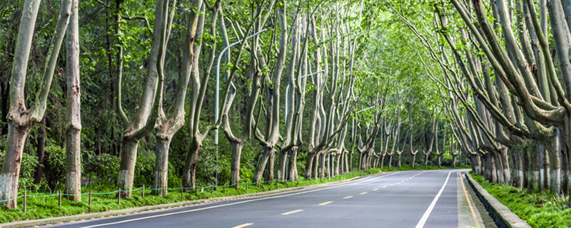 梧桐花的花语（梧桐花的花语和图片）