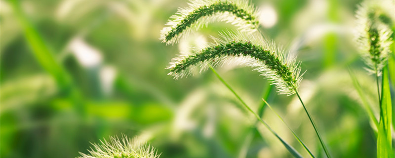狗尾巴草的花语是什么（狗尾草的花语是什么?）