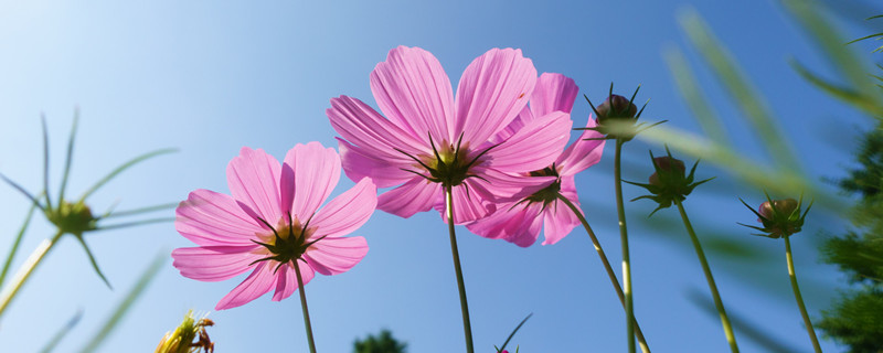 翠菊花语是什么意思（翠菊花的寓意）