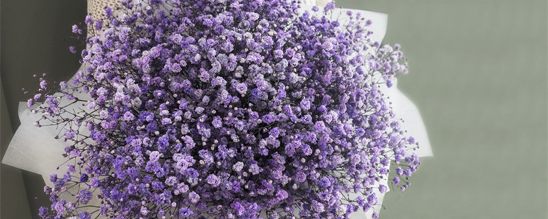 满天星适合送女朋友吗 满天星送女朋友怎么样