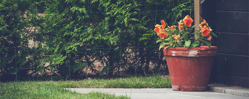 啤酒浇花的正确方法适合浇什么花 啤酒浇花的正确方法适合浇什么花绿萝
