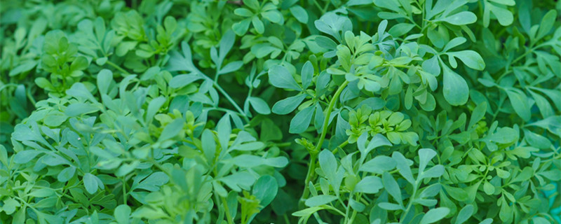 如何区分单子叶和双子叶植物（如何区分单子叶和双子叶植物的内部构造）