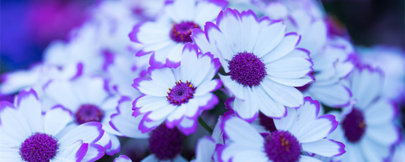 瓜叶菊播种时间和方法 瓜叶菊什么时候移栽