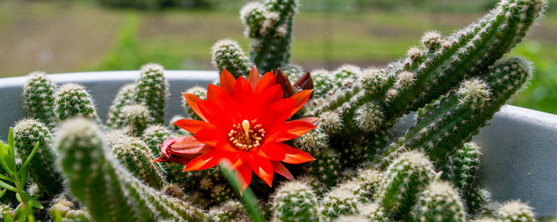 鼠尾掌夏天怎么养(夏天多肉鼠尾掌怎样养护)