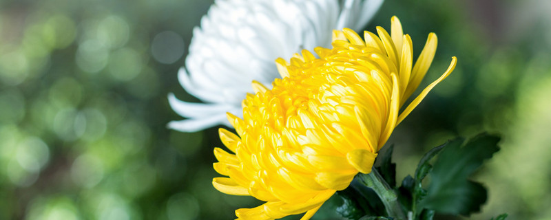 菊花的颜色有什么（菊花的颜色有什么感受）