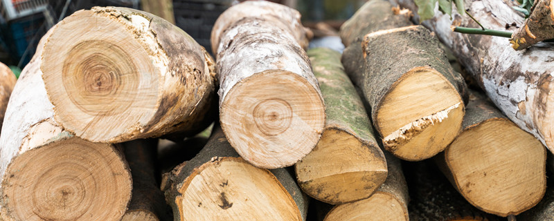 年轮较疏的一面是什么面 年轮较疏的一面是什么方向