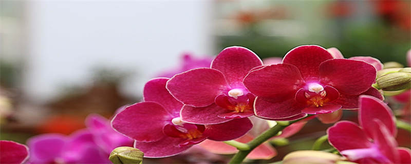 夏天高温兰花怎么浇水 夏季高温兰花浇水施肥诀窍