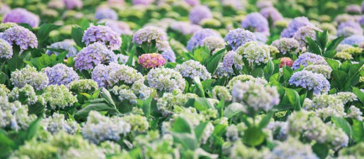 石灰灯绣球的养殖方法和注意事项 石灰灯绣球可以盆栽吗