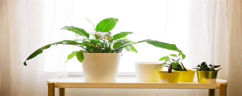 弹簧草怎么养 弹簧草怎么养球种