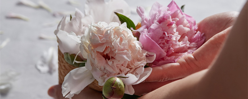 菏泽洛阳牡丹 菏泽洛阳牡丹城