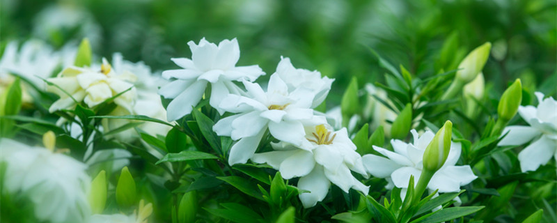 栀子花的养殖方法 栀子花的养殖方法和修剪