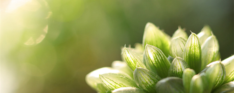 多肉植物繁殖方法 多肉植物繁殖方法叶插分株嫁接扦插