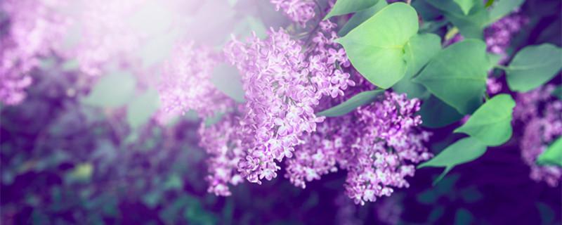 丁香花语 紫丁香花语