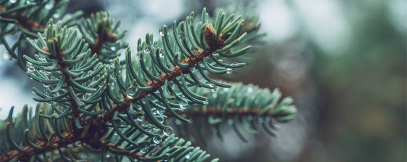 松树是木本植物还是草本植物（松树属于木本植物还是草本植物）