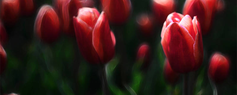 郁金香是哪个国家的国花(郁金香是哪些国家的国花)