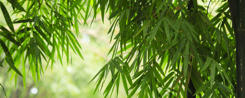 竹子叶尖发黄干枯什么原因(盆栽竹子叶子尖干枯叶子发黄)