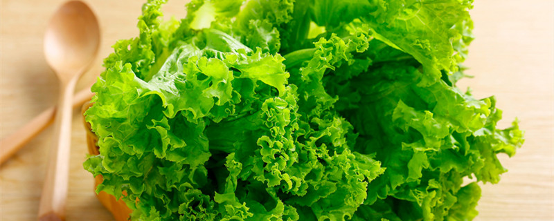生菜的种植方法和时间（水培生菜的种植方法和时间）
