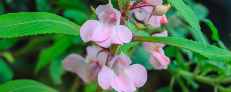 凤仙花什么季节开花 凤仙花开花是什么季节