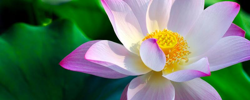 睡莲怎么醒花 睡莲醒花的方法