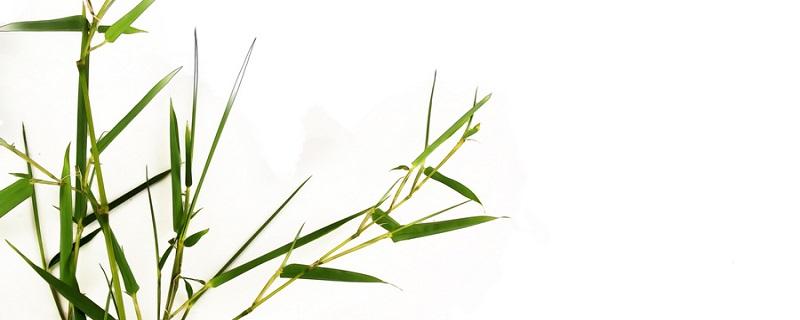 富贵竹是什么植物 富贵竹是绿色植物吗