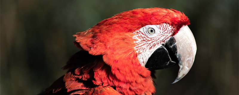 鹦鹉品种（鹦鹉品种图片大全介绍）