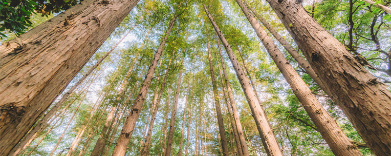 清香木的养殖方法 水培清香木的养殖方法