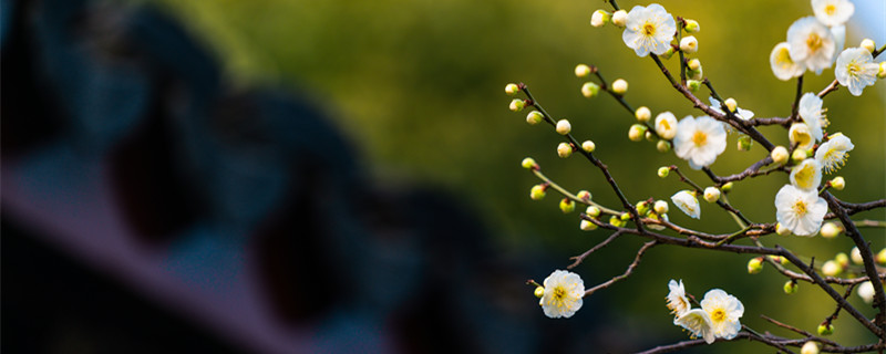 1月开什么花（1月开什么花顺口溜）