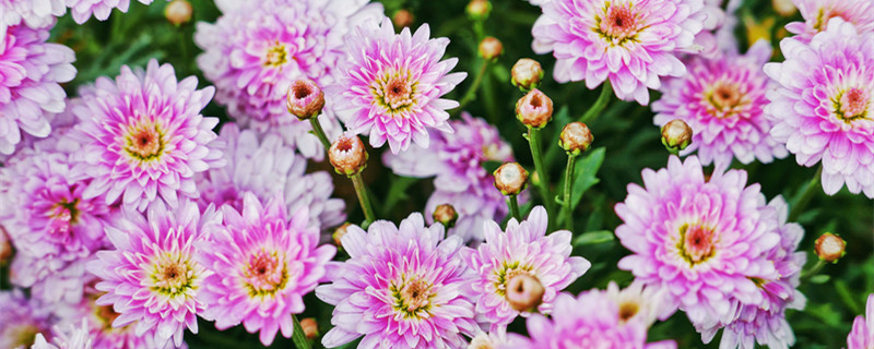 荷兰菊的养殖方法和注意事项 四季荷兰菊的养殖方法和注意事项