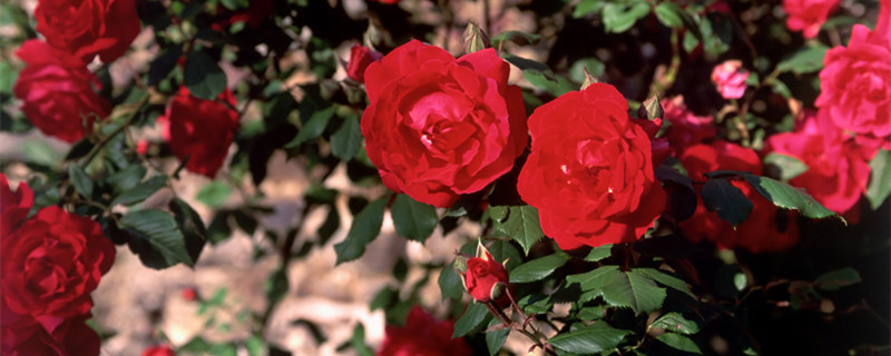 过期米酒可以当花肥吗 过期米酒能浇花吗