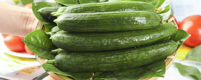 水黄瓜和旱黄瓜有什么区别（旱黄瓜和水果黄瓜有什么区别）
