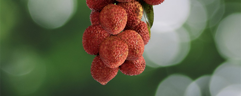 荔枝树能活多少年（荔枝树寿命一般能生长多少年?）