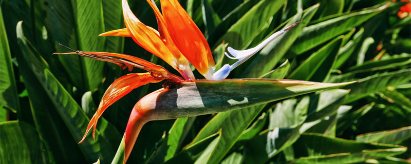 鹤望兰怎么养才会爆盆(鹤望兰怎么养开花)