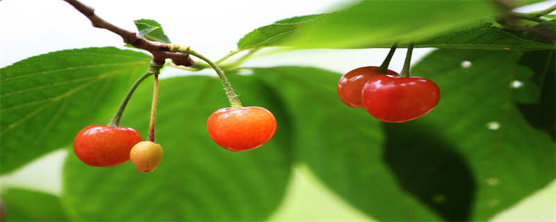 适合盆栽的果树有哪些 盆栽适合种什么果树