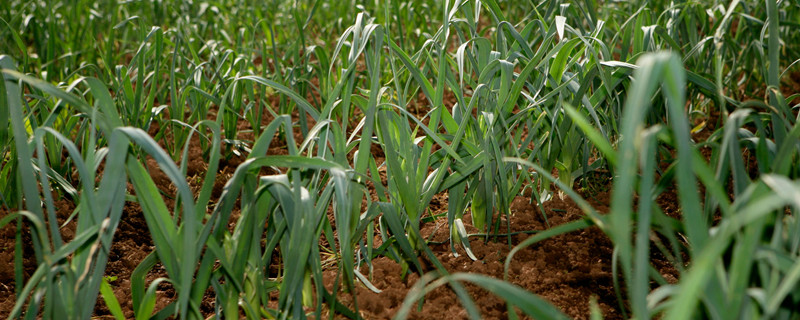 蒜怎么种 独头蒜怎么种