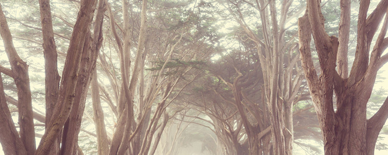 橡皮树的养殖方法和注意事项 花叶橡皮树的养殖方法和注意事项