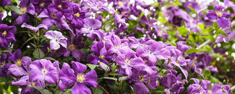 铁线莲哪个品种好养花期又长（铁线莲哪个品种好养花期又长铁线莲大河花图片）