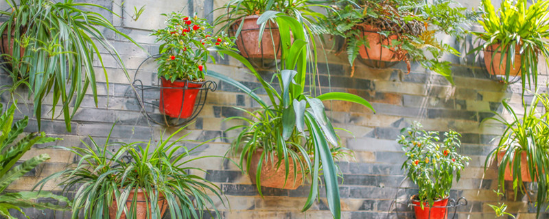 兰草花生白斑怎么治 兰草花叶长白斑怎么办