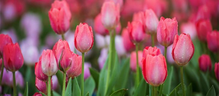 郁金香的养殖方法（土培郁金香的养殖方法）