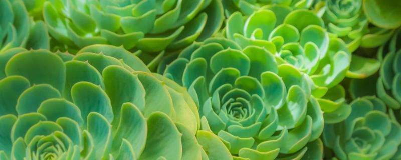 多肉的特点有哪些（多肉的特点有哪些?）