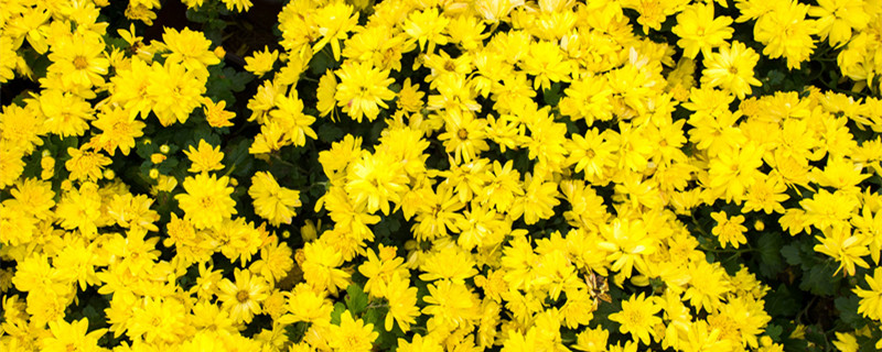 什么是悬崖菊 悬崖菊花怎样栽培