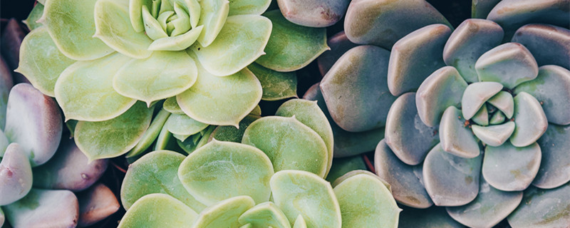 多肉换盆后多久浇水（夏季多肉换盆后多久浇水）