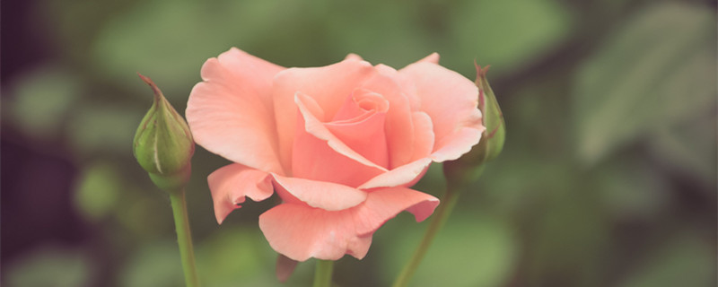 月季花谢了从哪里剪（月季花谢了要不要剪掉）