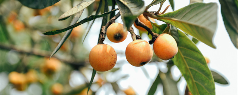 枇杷树怎么种植 枇杷树怎么种植?